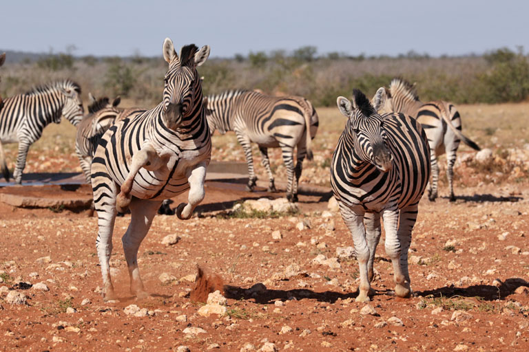 kämpfende Zabras am Wasserloch von Rateldraf, Etosha Namibia im Mai 2021