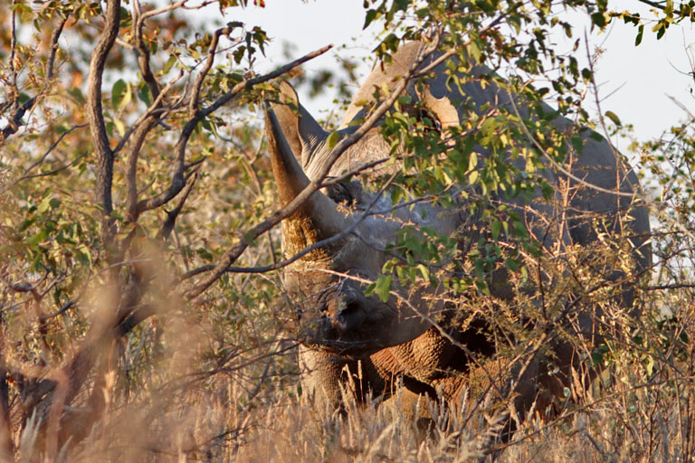 Rhino im Morgenlicht, Etosha Namibia im Mai 2021