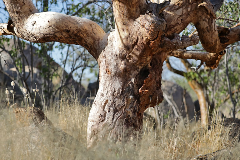 knorriger Baum auf Hoada, Namibia im Mai 2021