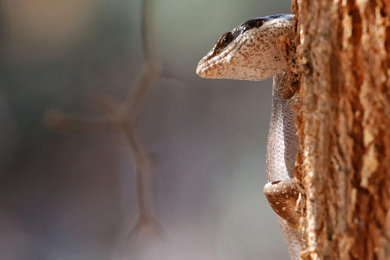 streifenskink im epupa camp, namibia