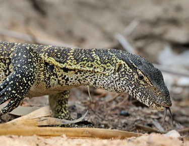 streifenskink im epupa camp, namibia