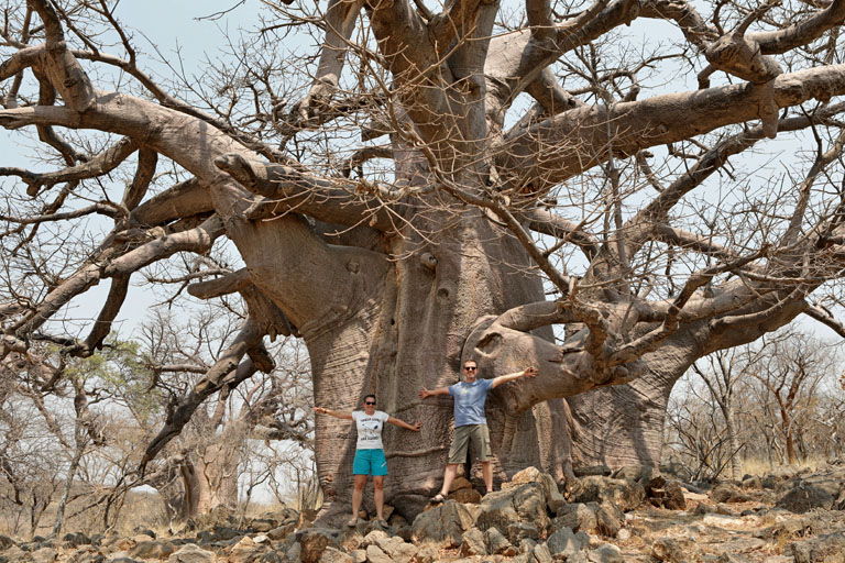 gigantischer baobab im kaokoveld, namibia