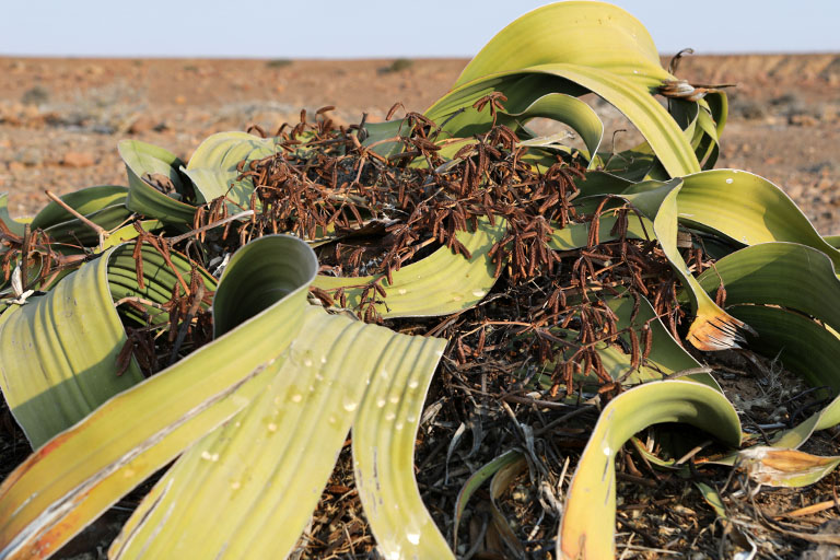 welwitschia in der palmwag concession, namibia
