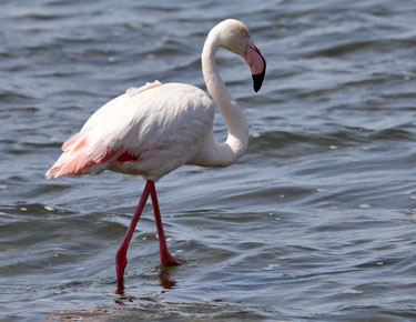 flamingo in der lagune von walvis bay, namibia