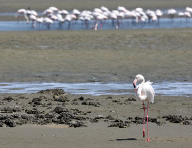 flamingo mit hintergrund in der lagune von walvis bay, namibia