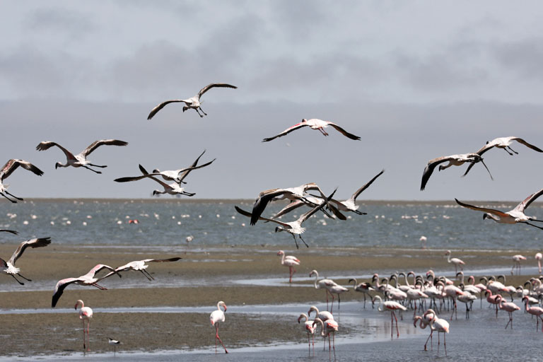 fliegende flamingos in der lagune von walvis bay, namibia