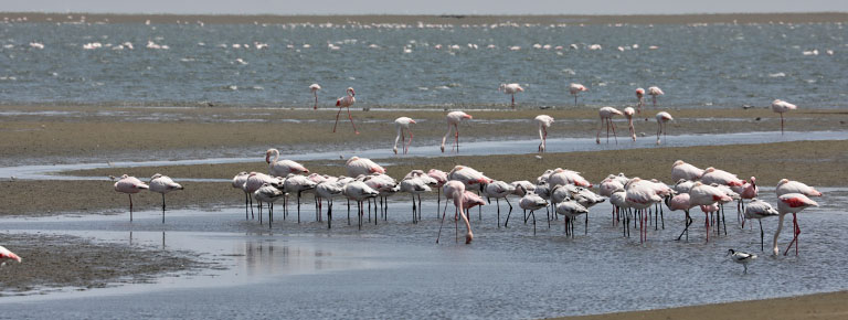 flamingos in der lagune von walvis bay, namibia