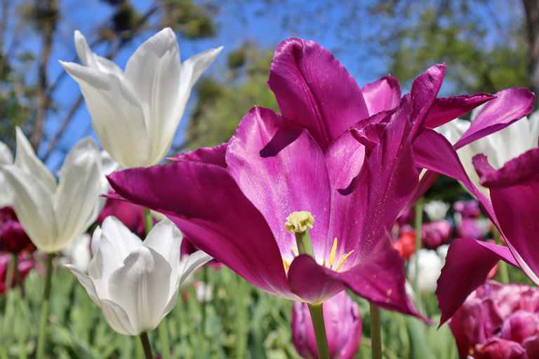 tulpen am château de chaumont-sur-loire