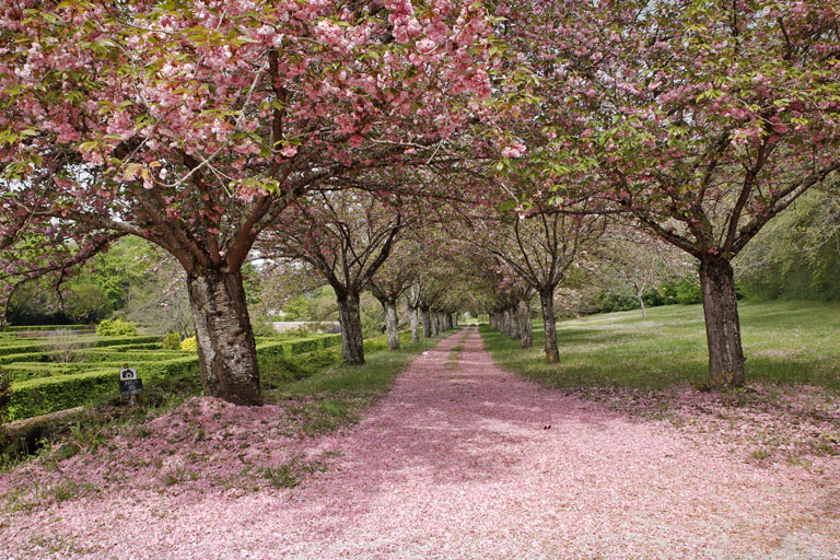 rosa bluetenallee im park von schloss beauregard