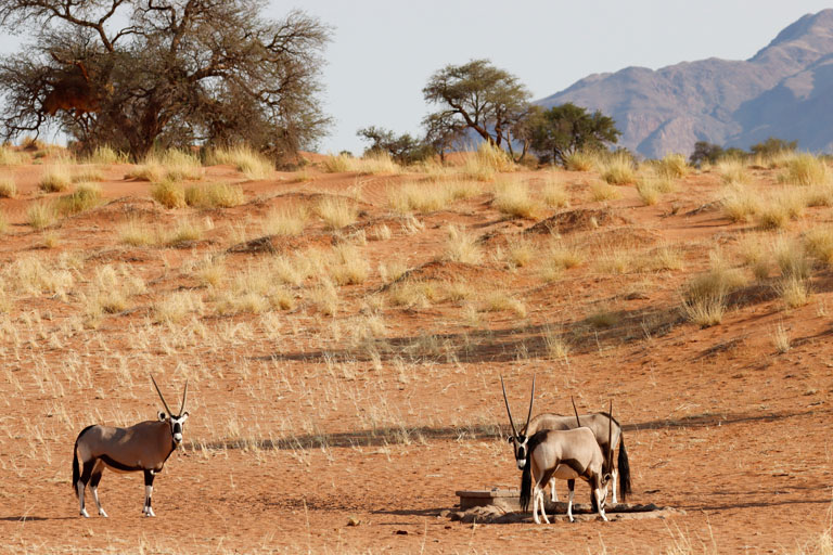 oryx am wasserloch, namibrand, camp jupiter, namibia im september 202