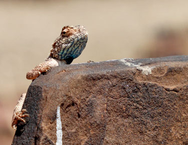 neugieriger gecko auf mount d'urban, namibia, oktober 2022