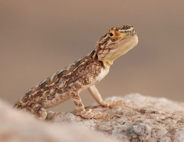 kleiner gecko, jansen-farm kalahari namibia, oktober 2022