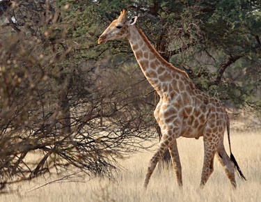 giraffe auf der jansen-farm, kalahari namibia, oktober 2022