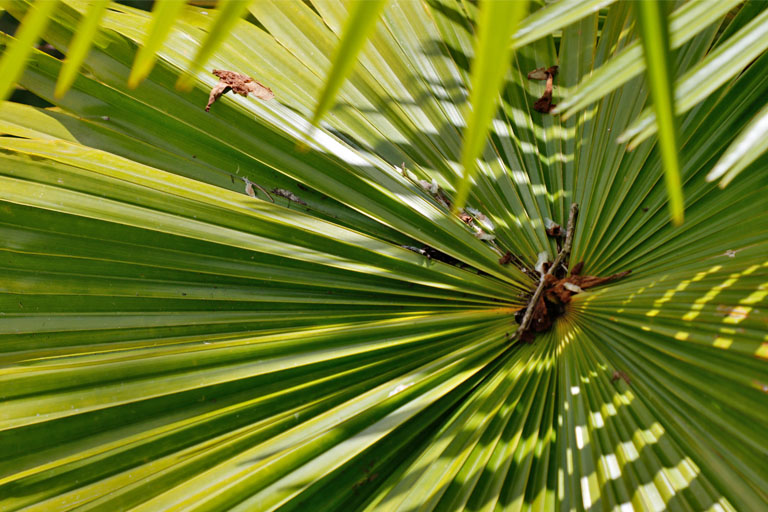 palmwedel im gegenlicht, pampleousse, mauritius im dezember 2022