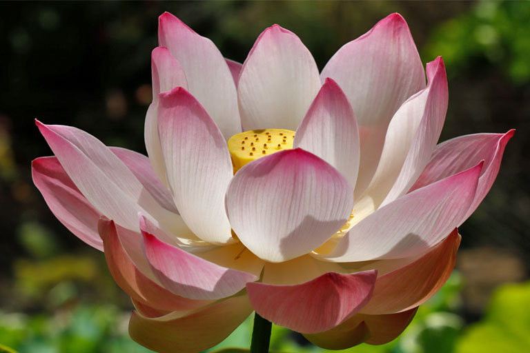 rosa lotus, pamplemousse, , mauritus im dezember 2022