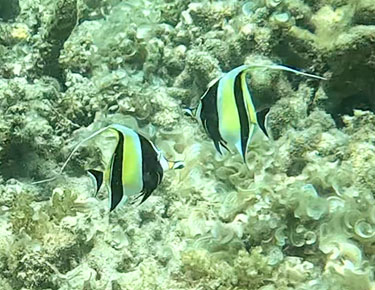 halfterfische beim schnorcheln vor flic-en-flac, mauritius im dezember 2022
