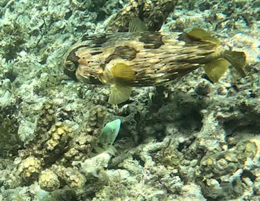 igelfisch beim schnorcheln vor flic-en-flac, mauritius im dezember 2022