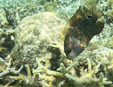 riffbarsch beim schnorcheln vor flic-en-flac, mauritius im dezember 2022