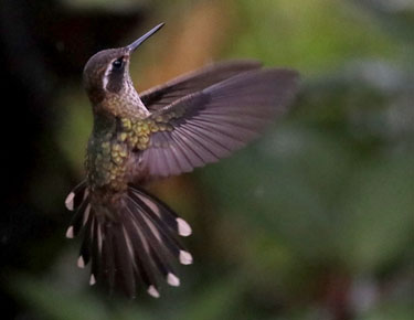 fliegender kolibri im bellavista cloud forest, ecuador, märz 2023