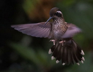 flügelschlagender kolibri im bellavista cloud forest, ecuador, märz 2023