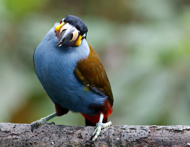 plate billed mountain toucan im bellavista cloud forest, ecuador, märz 2023