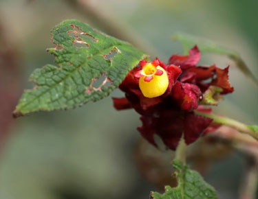 wunderschöne pflanzen im bellavista cloud forest, ecuador, märz 2023