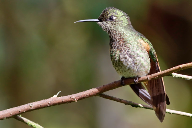 kolibri auf ast im bellavista cloud forest, ecuador, märz 2023