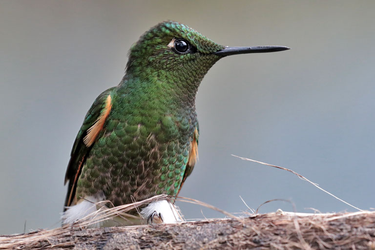 kolibri im bellavista cloud forest, ecuador, märz 2023