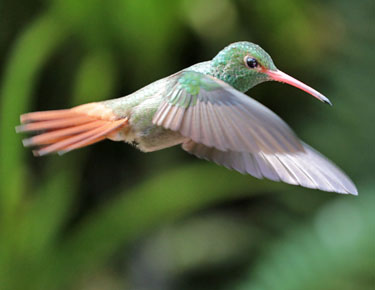 fliegender kolibri mit weißen flügeln, alambi, ecuador, märz 2023