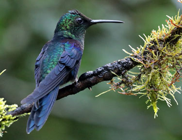 blau-grün schimmernder kolibri, alambi, ecuador, märz 2023