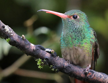 kleiner kolibri, alambi, ecuador, märz 2023