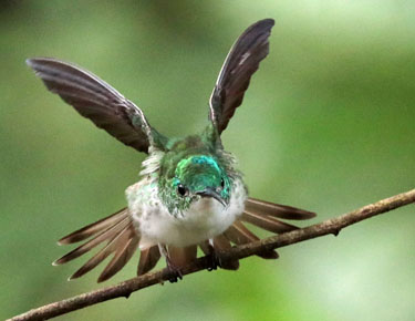 startender kolibri, alambi, ecuador, märz 2023