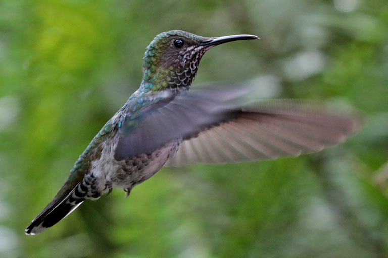 fliegender kolibri, alambi, ecuador, märz 2023