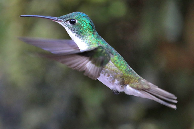 kolibri m flug, alambi, ecuador, märz 2023