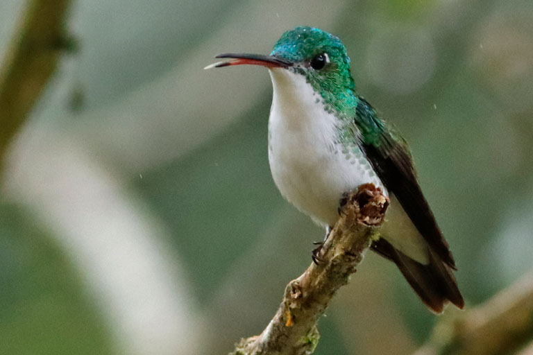 kolibri mit weißem bauch, alambi, ecuador, märz 2023