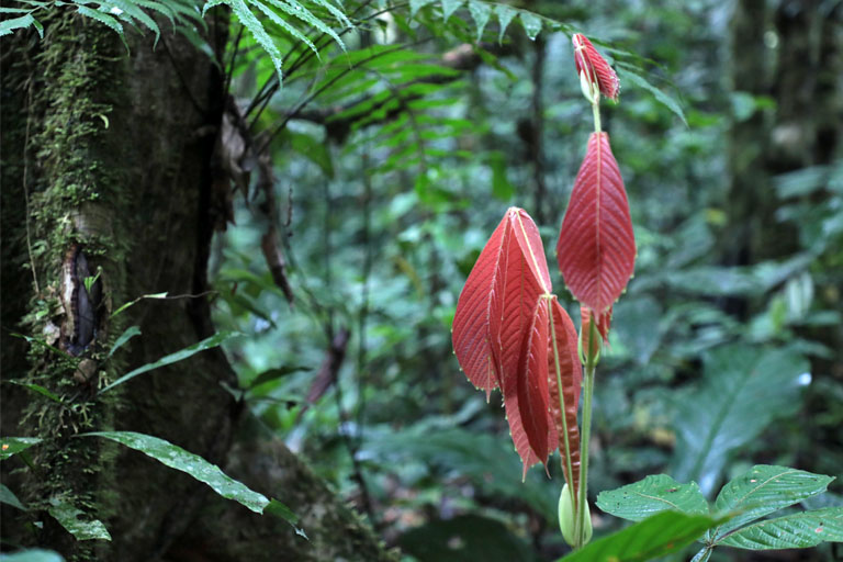 unterwegs im regenwald, sani lodge, ecuador im märz 2023
