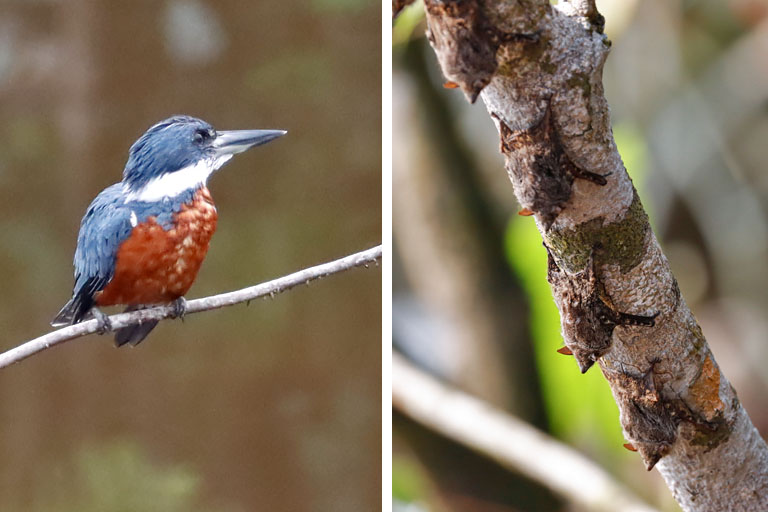 kingfisher und fledermaeuse, sani lodge, ecuador im märz 2023