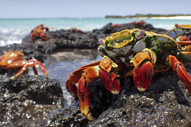 rote klippenkrabbe, sally lightfoot crab, north seymour, ecuador im april 2023
