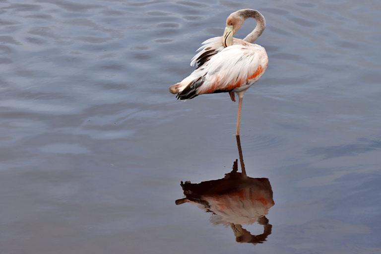 flamingo auf isabela, galapagos, ecuador im april 2023