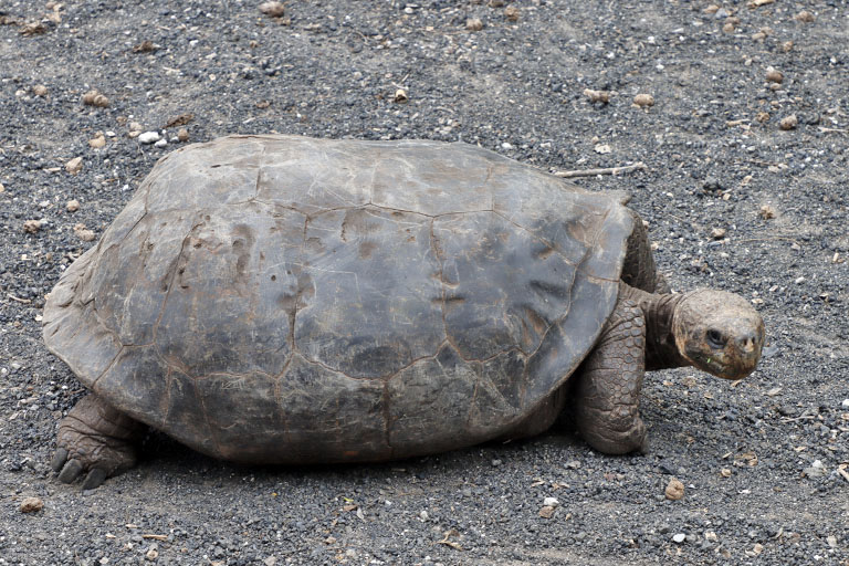 schildkrötenaufzuchtstation auf isabela, galapagos, ecuador im april 2023