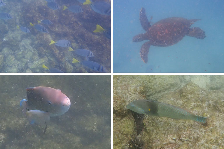 schnorcheln auf tintoreras, galapagos-doktorfische, lippfische, meeresschildkröte, ecuador im april 2023