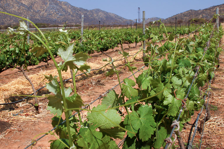 Weinstöcke auf Otavi Vineyards, Namibia, September 2023