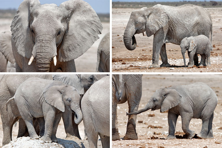 elefant en in nebroni, etosha, namibia, september 2023