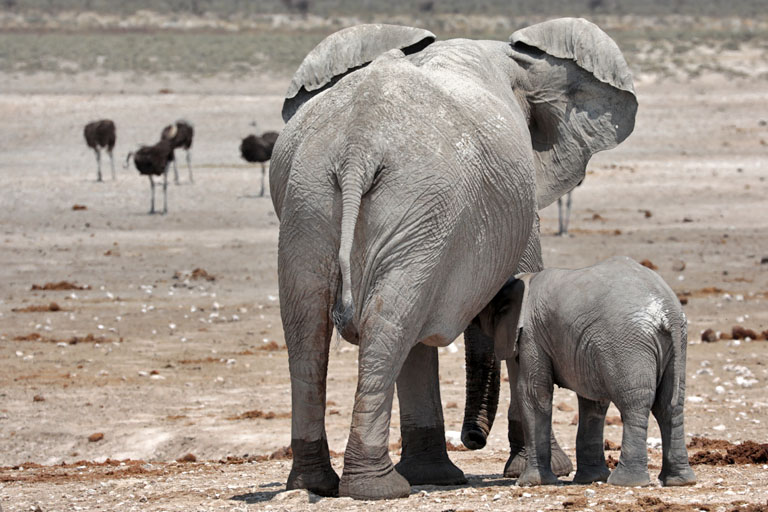 elefantenkuh mit kalb von hinten, etosha, namibia, september 2023