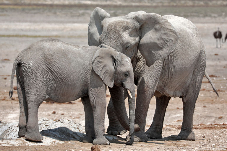 elefant mit baby, etosha, namibia, september 2023