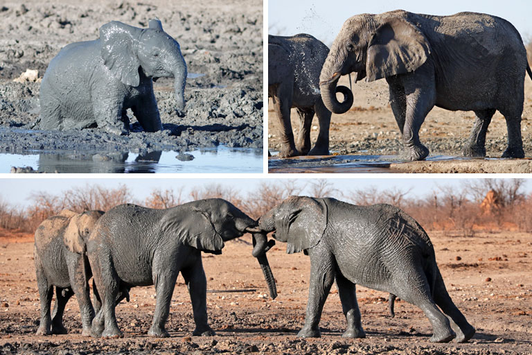 elefanten in der etosha, tobieroen, namibia, september 2023