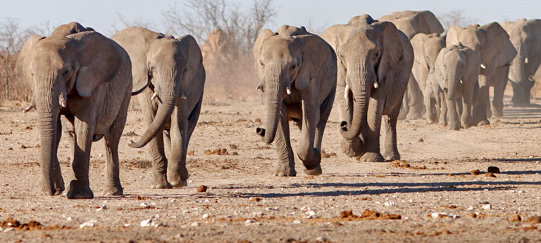 anstürmende elefanten in der etosha, namibia, september 2023