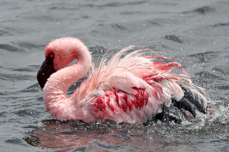 badender flamingo in walvis bay, namibia, oktober 2023