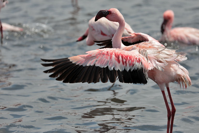flamingo trocknet seine fluegel in walvis bay, namibia, oktober 2023