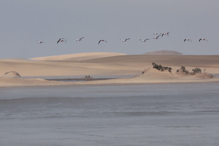 fliegende flamingos vor duenen in walvis bay, namibia, oktober 2023